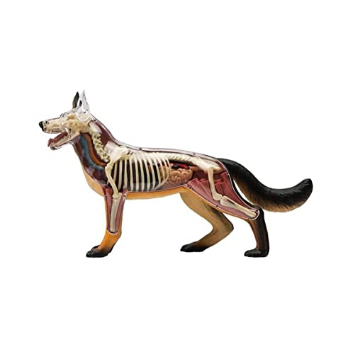 What does a dog skeleton look like