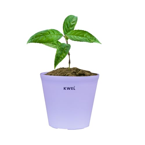 Image of KWEL Nursery Plant Pots for Indoor Outdoor Gardening | Lightweight Plastic Flower Pots with Drainage Holes for Home Balcony Nursery Garden | Purple (Pack of 24) (4 Inch)