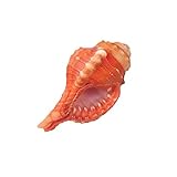 Erstellen Sie ein Stranddekor-Center-Stück für Ihre nächste Aktivität. Lassen Sie Ihre Fantasie mit großartigen Ideen für dieses einzigartige und schöne Shell-Set kostenlos laufen.