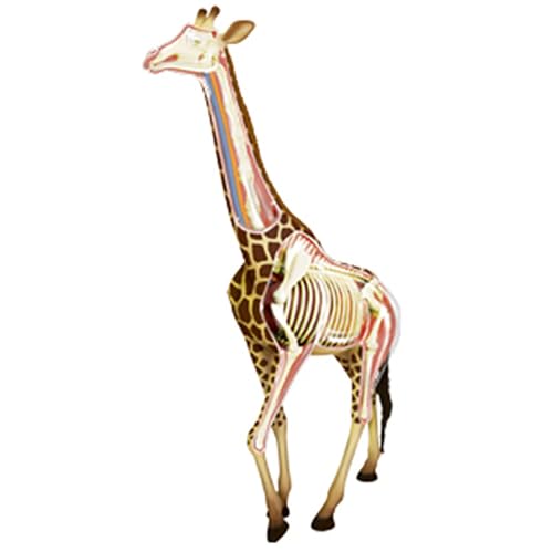 Modello Animale, Modello anatomico, Modello didattico Modello scientifico Anatomia Animale con 27 organi Rimovibili dimostrazione didattica sugli Animali, Formazione Clinica veterinaria