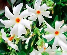 Image of Bigreen 12 Months Flowering Harsingar Live Plant | Baromasi Parijat Tree with Fragrant Night Blooms | Night Jasmine Queen Plant for Home Garden, Balcony & Outdoor Decor (Pack of 1)