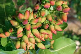 The Royal Crafty Live Plant Gardens Dwarf Rare Hybrid Fruit Live Pistachio Plant One Healthy All Season (1 Healthy Live Fruit Plant) (B0CV79DPHZ) Amazon Price History, Amazon Price Tracker