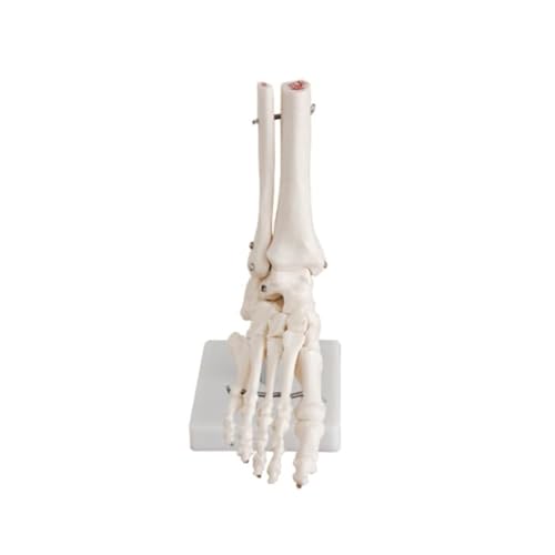 Biadahirea BIADAHIREAGGA1030 Human Foot Skeleton Model cover