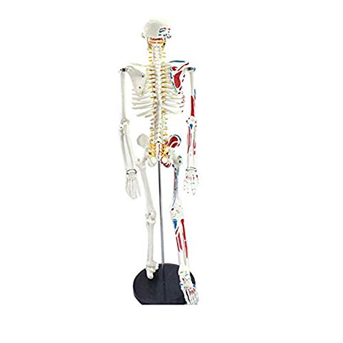 人体骨格模型 1/2人体モデル 筋肉起始/停止色表示型 85CM スタンド付き ?骨