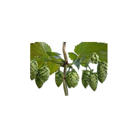 Beer Hop Plant -Nordbrau- 'Humulus Lupulus' Cover