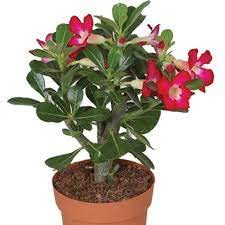 GLOBALPLANTS DESERT ROSEY ADENIUM PLANT OUT DOOR FLOWER PLANT ( 1.5 FT- 2.0 FT HIGHT) PLANT (B0BLYMDK1V) Amazon Price History, Amazon Price Tracker