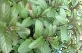 Chocolate Mint Live Plant by Chocolate Mint - Live Plant