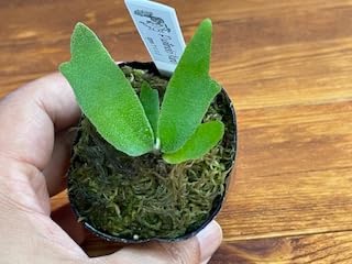 ビカクシダ　ウィリンキー　ナノ　スポア　nano spore 1ポット 71t2SZngi-L._UF350,350_QL50_.jpg