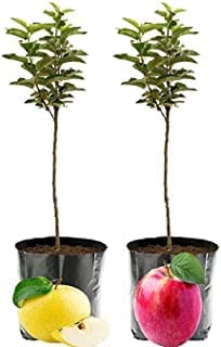 See full amazon price history chart for GreenCaart Anna and Dorsett Golden Apples Warm Climate Variety Fruit Grafted Live Plants & Tree (Dorsett Golden and Red Anna (Pack of 2) GreenCaart Anna and Dorsett Golden Apples Warm Climate Variety Fruit Grafted Live Plants & Tree (Dorsett Golden and Red Anna (Pack of 2) (B0BM6KZRNV) Amazon Price History, Amazon Price Tracker