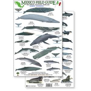 Marine Mammals: Baja California - Sea of Cortez - Pacific Coast (Mexico ...