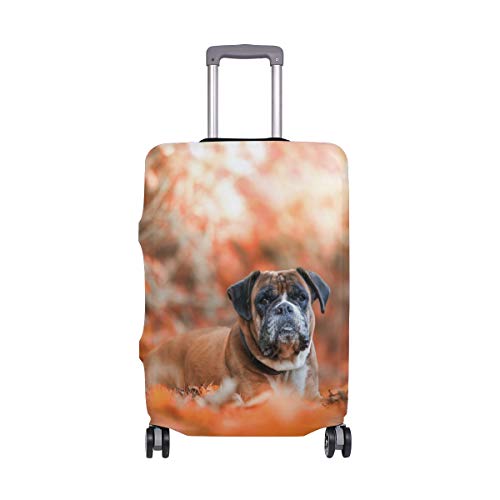 Best Boxer Breeder