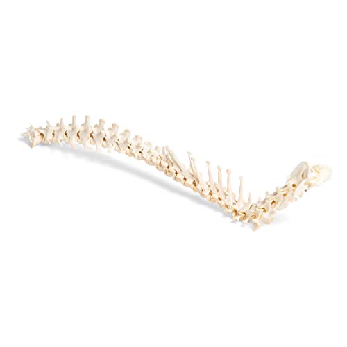 Image of 3B Scientific GmbH T30061 Dog Spine, flexibly Mounted