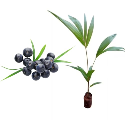 AMK Jardinagem e Paisagismo, Muda de Acai 20 a 40cm AMK - Plantas Online