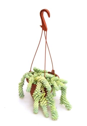 Sedum Burrito colgante, 20-25 cm. Cola de burro. Planta natural suculenta colgante con hojas carnosas verdes en forma de bolitas; fácil de cuidar. Segura Garden.