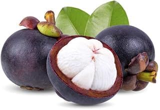 Thai Variety Dwarf Purple Mangosteen Fruit Live Plant, Nutrient-Rich Queen Of Fruit,Very Sweet Fruit Tropical Outdoor Garden Plant(1 Healthy Live Plant)-image-48