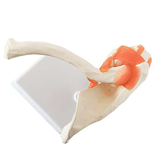 Image of Anatomical Shoulder Joint Model Medical Anatomy Skeleton, Human Body Shoulder Ligament Model Anatomy Replica of Norma Shoulder Joint for Doctors Office Educational Tool,