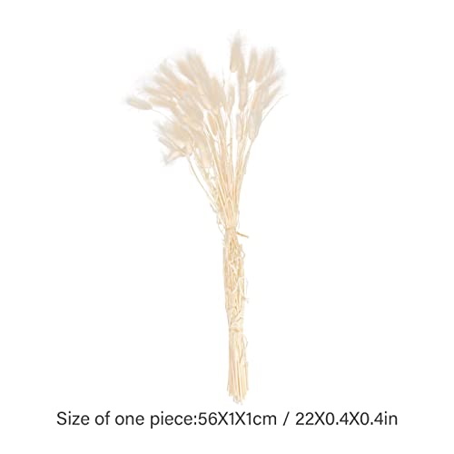 50 unidades de Cola de Conejo Natural Secada para Decoración miniatura 2