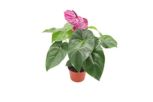 Purple Anthurium - 6" from California Tropicals Purple Anthurium - 6" from California Tropicals
