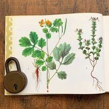 [美しい植物画]チェコの古い植物図鑑(1942年)/ボタニカルアート 雰囲気◎/ 美しい植物画]チェコの古い植物図鑑(1942年)/ボタニカルアート 雰囲気