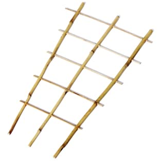 bambus 60 cm Bambus rufa (Fargesia rufa) | 60-80 cm im Topf