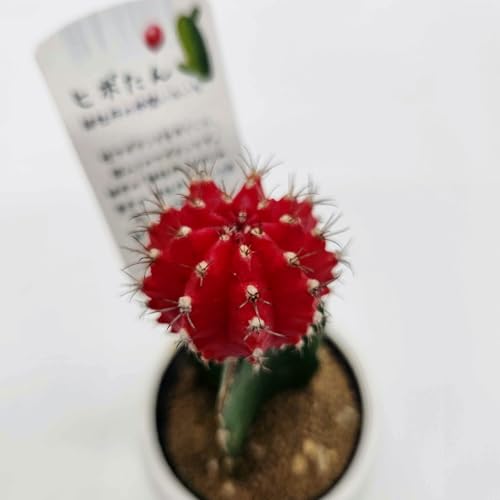 緋牡丹」の人気商品一覧 | 安い商品を通販サイトから探す - 価格.com