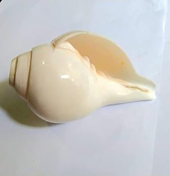 ORGINAL BLOWING CONCH 8 INCHES (SHANKH) NATURAL SHELL WITH LOUD SOUND AND ECHOS