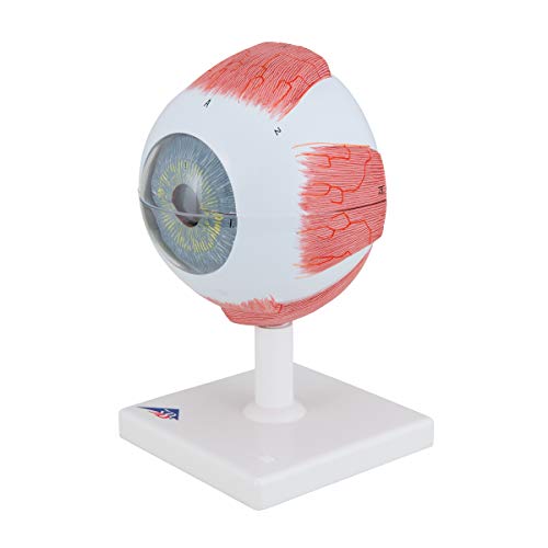 Image of 3B Scientific F10 Eye 5 times full-size 6-part - 3B Smart Anatomy