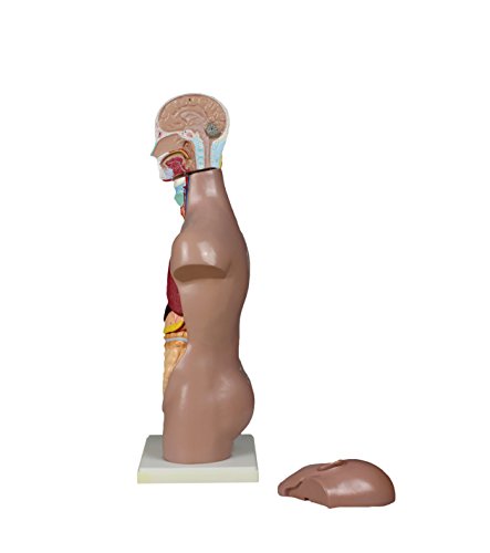 Image of Parco Scientific PB00001 Sexless Human Torso (11 PARTS-50cm)