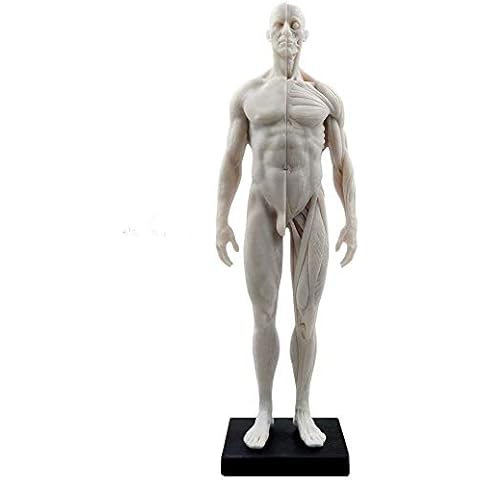 Global-Dental 11 inch Male Human Anatomical Model Art Anatomical Figure White Cover