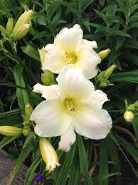 Radha Krishna Agriculture - Day Lily Daylilies Imported Beautiful Flower Bulbs (Pack of 2 White Colour Flower Bulbs) (B08428RRCQ) Amazon Price History, Amazon Price Tracker