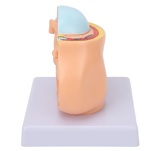 Image of 9 Months Baby Fetus Model, Female Pelvis Model for Pregnancy, Clear Structure, High Simulation for Science