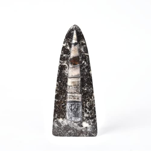 Image of JIC Gem Orthoceras Fossil Frome Morocco(5-6 Inches)