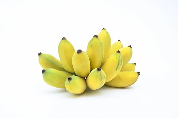 Amazon.co.jp: 野菜苗 バナナ ドワーフナムワーハーディー 12cmポット