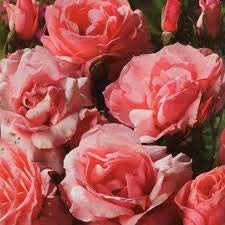 Rose Bush Marion, Garden Plants & Flowers