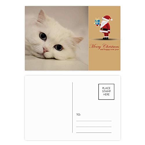 Cartes postales chat blanc lot de 20 pour vos vœux et décoration de bureau