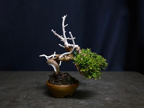 糸魚川真柏」の人気商品一覧 | 安い商品を通販サイトから探す - 価格.com