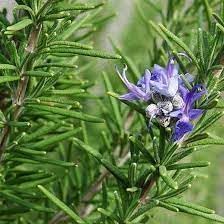 Growing Plants Live Summer Season Rosemary plant Herb Live Plant (Hybrid) Best For Home Gardening (Pack Of 1) With Black Nursery Pot With Black Plastic Pot (B0CMXQGN3C) Amazon Price History, Amazon Price Tracker