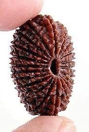 9STARS Natural 21 Mukhi | Face Rudraksha from Nepal Original Certified