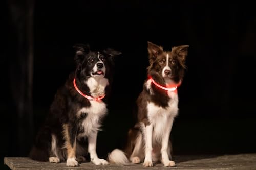 TRIXIE Flash Leuchtring USB - rot 40 cm/ø 8 mm