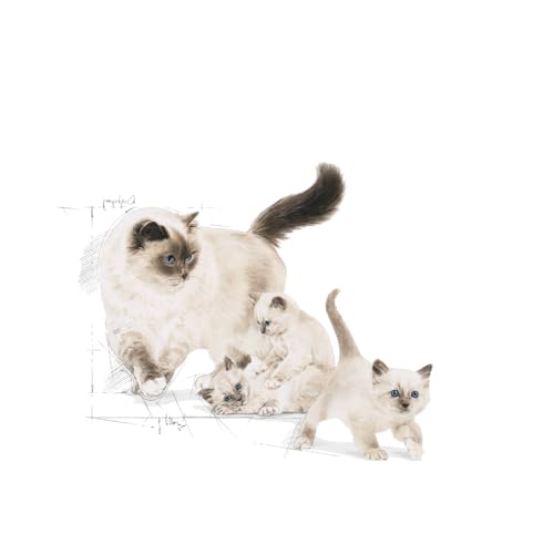 Image of Royal Canin First Age Mother & Babycat Food, Dry Food, Supports Immunity System & Digestive Health, Special Easy Weaning 2 kg, Pack of 2