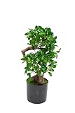 XONE Pianta realistica in vaso Bonsai Banyan h45cm