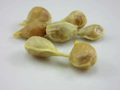 1279-Dwarf Rough Lemon Tree (Citrus Jambhiri Lush.) Seeds By Robsrareandgiantseeds Upc0764425789413 Non-Gmo,Organic,Historic Plants,1279 Package Of 5 Seeds #TOP28