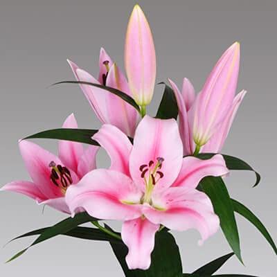 Audbhidhi Flower Bulbs |Oriental Lily Bulbs Imported Fragrance Flower Bulbs For Home Gardening100% Germination (Pack Of 2 Bulbs) Pink-image-29