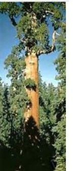 Sequoiadendron giganteum Sequoia gigante semi!