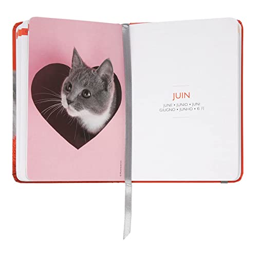 Draeger Paris - Agenda de poche Chats - 2023, white - Image 3