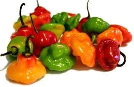 #1 Sweet Pepper Seeds, Aji Cachucha, Aji Dulce, Ajicito, Aji Gustoso. (30 Seeds)