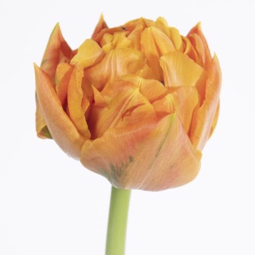 Tulipa Valdivia 40cm pour illuminer vos massifs printaniers et bouquets