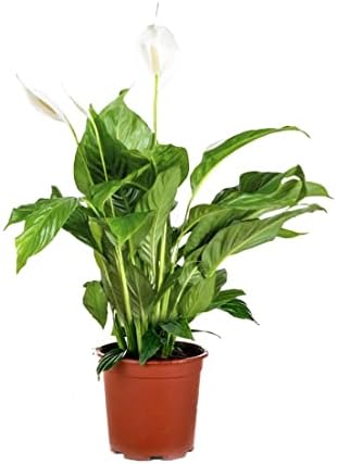 Bloomique - Spathiphyllum - Cuna de Moisés - Plantas de interior ...