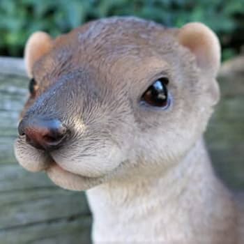 Amazon.co.jp: カワウソの置物 コツメカワウソ 179QY 動物