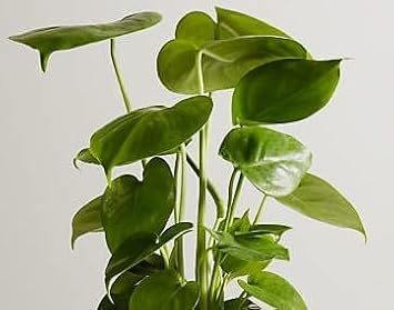 Monstera deliciosa, Swiss Cheese Potted Plant, Nice Starter Plant, Easy to Grow Edible Fruit, Tropical Houseplant or Outdoors, Fruit Tastes Like Pineapple, Split Leaf Philodendron Plant